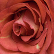 Red Rose Art Print