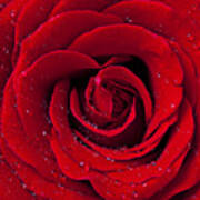 Red Rose With Dew Art Print