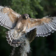 Red Shouldered Hawk 2 Art Print