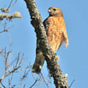 Red Shouldered Hawk Art Print