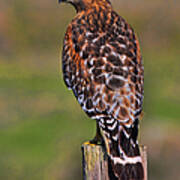 Red Shouldered Hawk Portrait Art Print