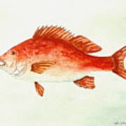 Red Snapper Art Print