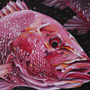 Red Snapper Art Print