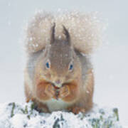 Red Squirrel Nibbles A Nut In The Snow Art Print