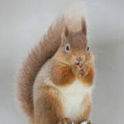 Red Squirrel Nibbling A Hazelnut In The Snow Art Print