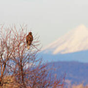 Red-tailed Hawk And Mount Shasta - Northern California Art Print