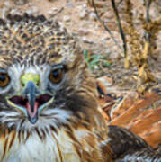 Red-tailed Hawk Art Print