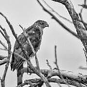 Red Tailed Hawk In Tree Bw Art Print