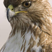 Red Tailed Hawk Juvenile Stevens Creek Art Print