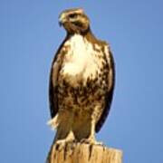 Red-tailed Hawk On Post Art Print