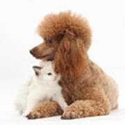 Red Toy Poodle And Kitten Art Print