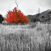 Red Tree In The Valley Art Print