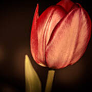 Red Tulip-close Up Art Print