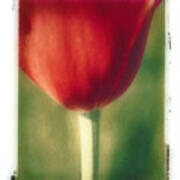 Red Tulip Art Print