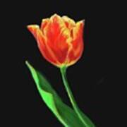 Red Tulip On Velvet Black Art Print