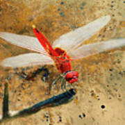 Red Veined Darter Dragonfly Art Print