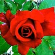 Red Velvet Rose Art Print