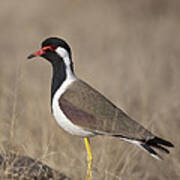 Red-wattled Lapwing Art Print