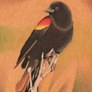 Red-winged Blackbird 3 Art Print