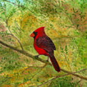 Redbird In Hemlock Art Print