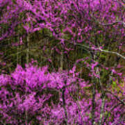 Redbud In The Woods Art Print