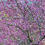 Redbud Tree Art Print