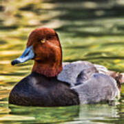 Redheaded Duck Art Print