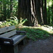 Redwood Bench Ii Art Print