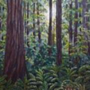 Redwoods Art Print