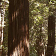 Redwoods Art Print