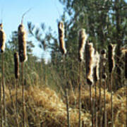 Reeds In The Wind Art Print