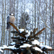 Refined Little Gray Jay In Colorado Art Print