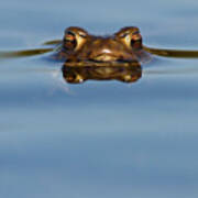 Reflections - Toad In A Lake Art Print