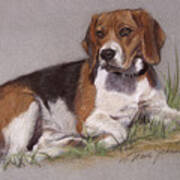 Regal Beagle Art Print