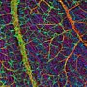 Retina Blood Vessels And Nerve Cells Art Print