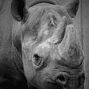 Rhinoceros - Lincoln Park Zoo B N W Art Print