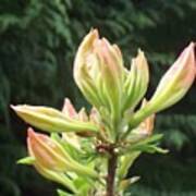 Rhododendron Bloom Opening To Sunlight Art Print