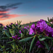 Rhododendron Flowers With Sunrise Art Print