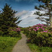 Rhododendron Line The Trail Art Print