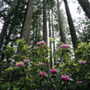 Rhododendrons And Redwoods Art Print