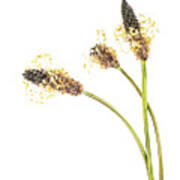 Ribwort Plantain Seed Head. Art Print