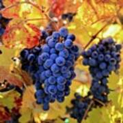Rich Fall Colors With Grapes Art Print