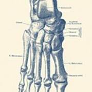 Right Foot Skeletal Diagram - Vintage Anatomy Poster Art Print