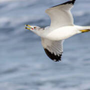 Ring-billed Seagull Looking For Attention Art Print