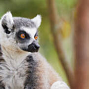 Ring-tailed Lemur Closeup Art Print