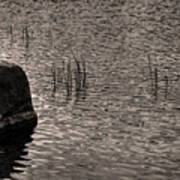 Ripples Reeds And A Rock Art Print