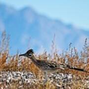 Roadrunner On The Run Art Print