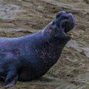 Roaring Bull Elephant Seal Art Print