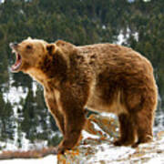 Roaring Grizzly On Rock Art Print