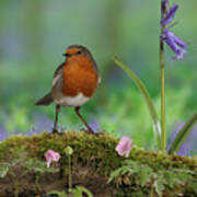 Robin In Spring Wood Art Print